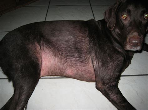 labrador retriever losing its fur.